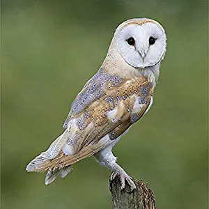 Best bird 2018 desk calendar