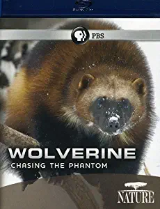 Nature: Wolverine: Chasing the Phantom [Blu-ray]