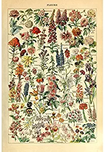 Meishe Art Vintage Poster Print Flower Floral Botanical Collections Garden Flowers and Plants Identification Reference Chart Diagram Home Wall Decor