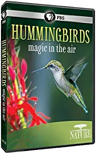 Nature: Hummingbirds