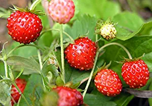 Strawberries Seeds Rugen remontant Fruit Early from Ukraine 0.1 Gram