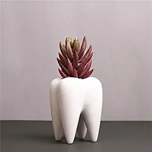 Cute Tooth Shaped Ceramic Succulent Cactus Flower Pot (Plants Not Included)