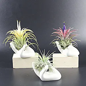 Kingbuy 2Pcs Air Plant Pot Ceramic Tillandsia Holder Air Plant Hand Porcelain Holder Ceramic Office Desk Decor